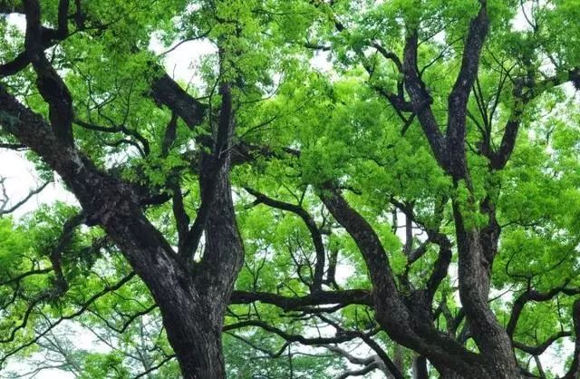 广东筑境生态园林有限公司